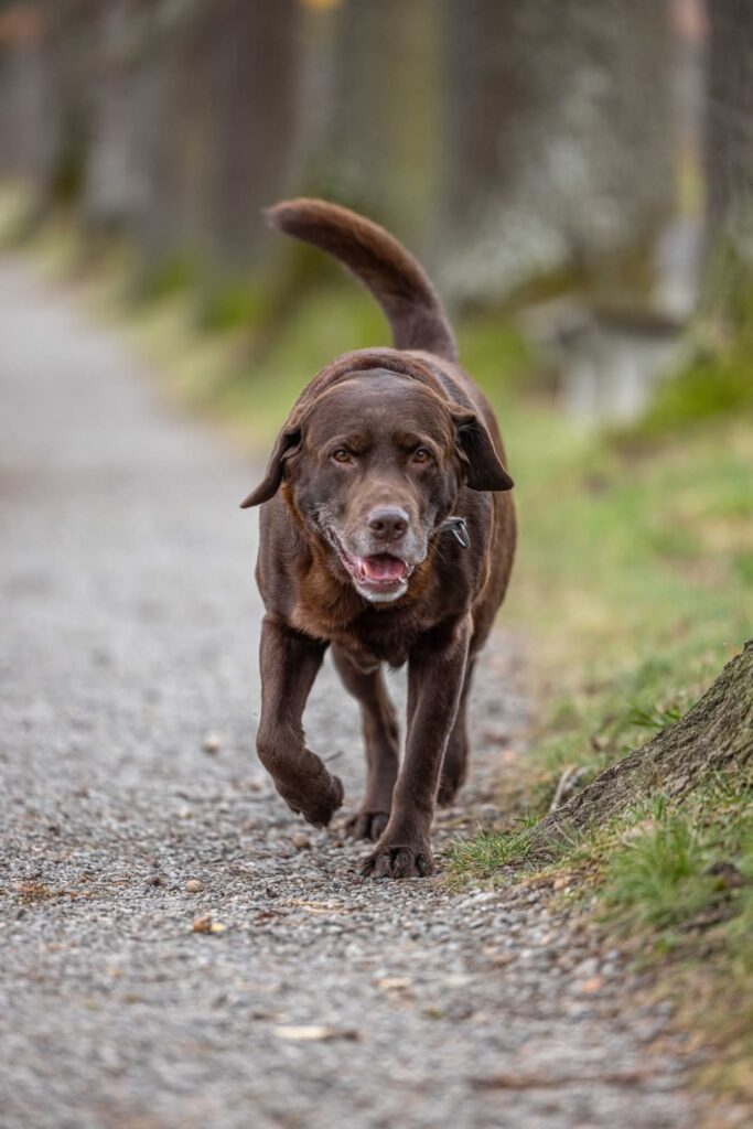 Das Bild zeigt einen laufenden Hund auf einem Waldweg (Bild: Manuela Eilers).