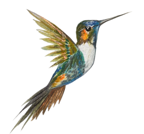 colibri